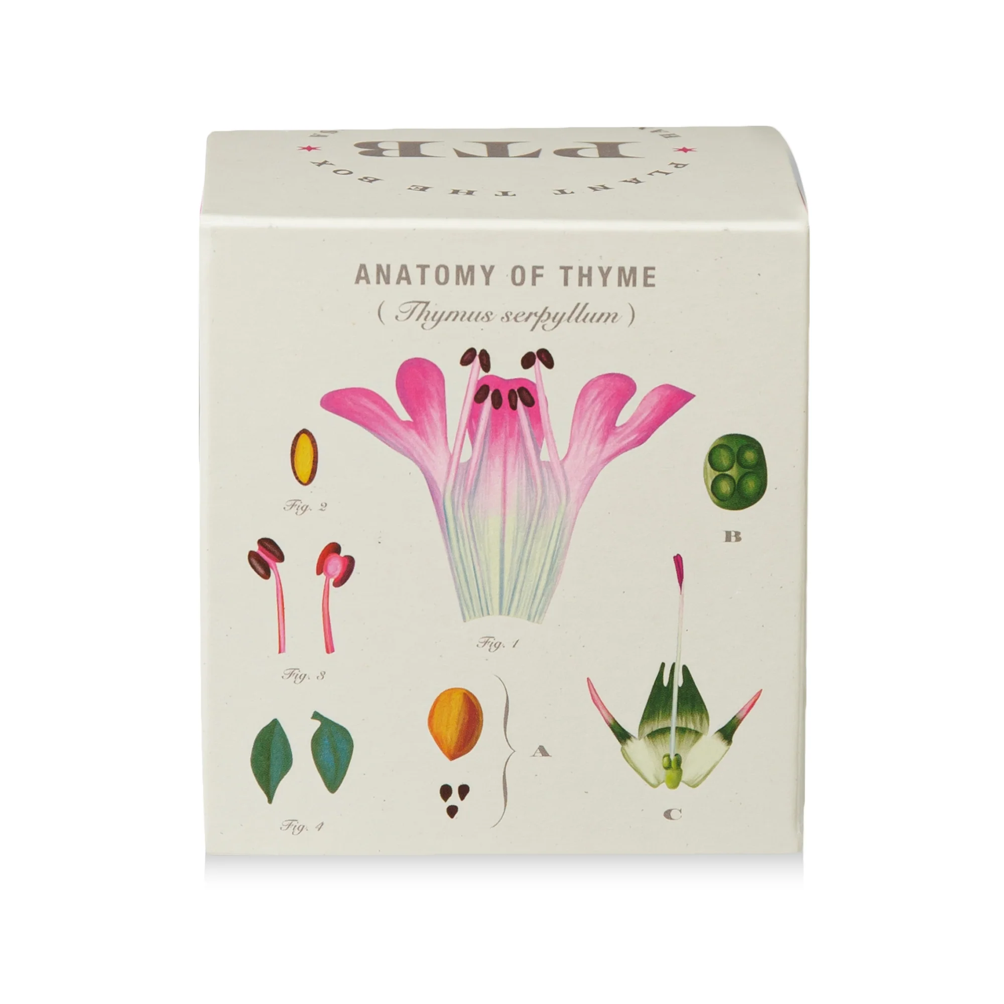 Somerset Thyme Plant The Box Candle - Image 7